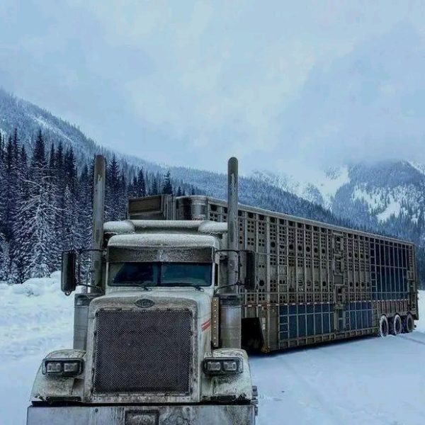 processed-52bd7621-04fc-4e15-898f-054a7008cb2d_oxj8Nf87